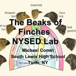 Beaks and finches lab answers