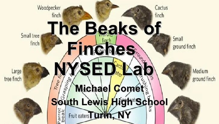 Beaks and finches lab answers