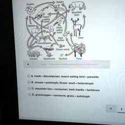 Which organisms and set of characteristics are correctly paired